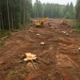 Очистка участка от старых деревьев и пней