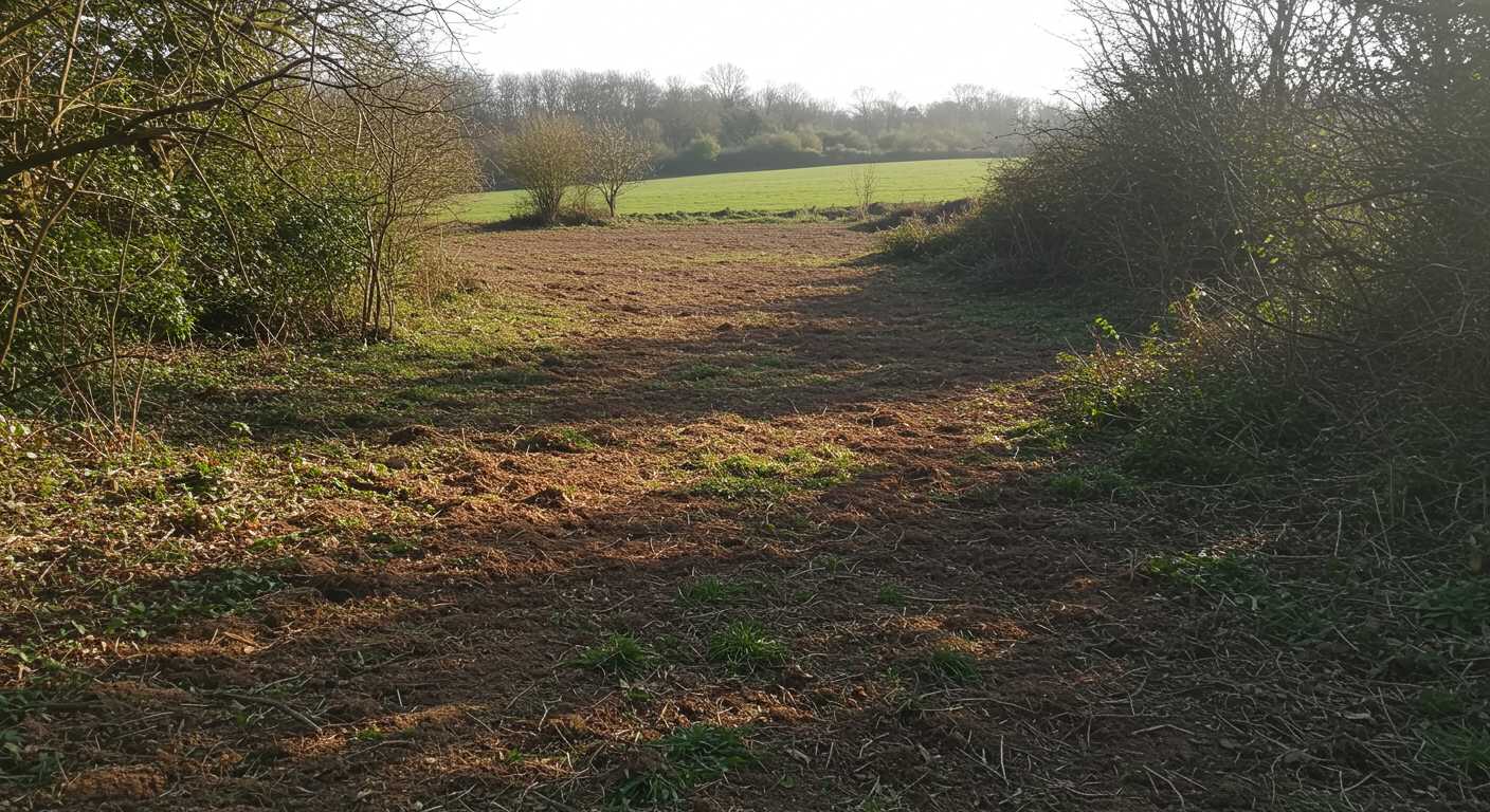 Очистка участка от кустарников и зарослей Раскорчёвка зарослей и кустарников