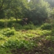 Раскорчёвка заросших участков под огороды
