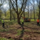 Раскорчёвка при благоустройстве парковых зон