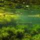 Обогащение водной растительности