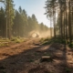 Раскорчёвка земель после вырубки